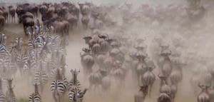 Stampede der Investoren