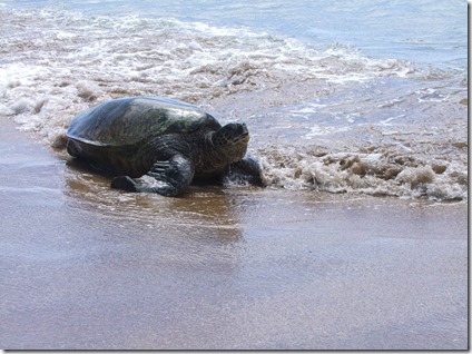 366-Kihei Beach with Turtles 002
