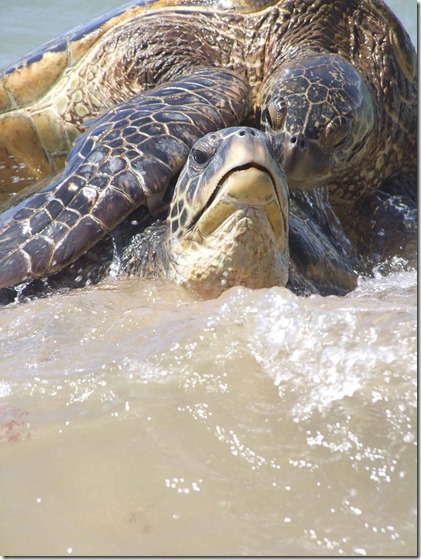 386-Kihei Beach with Turtles 096