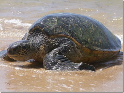 387-Kihei Beach with Turtles 101